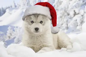 101019: Husky puppy wearing Christmas hats in the snow in winter