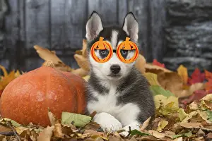280219: Husky puppy wearing pumpkin glasses outdoors in autumn