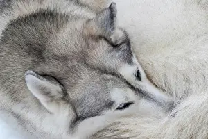 Rest: Husky resting curled up, sled dog, portrait, Todtmoos