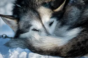 Rolled: Husky resting rolled up in the snow, Norrbottens