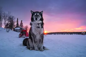 Sled: Husky sitting upright in the warm light of the rising