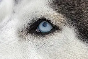 Sled: Husky, sled dog, eye, blue, detail, portrait, Todtmoos