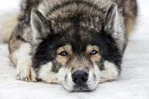Sled: Husky, sled dog, portrait, lying in the snow, Todtmoos