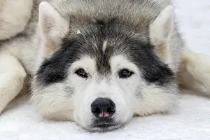 Husky, sled dog, portrait, lying in the snow, Todtmoos