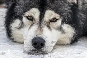 Sled: Husky, sled dog, portrait, lying in the snow, Todtmoos