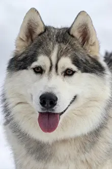 Husky, sled dog, portrait, Todtmoos, Black Forest