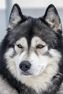 Sled: Husky, sled dog, portrait, Todtmoos, Black Forest