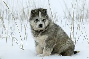 Mode: Husky in the snow