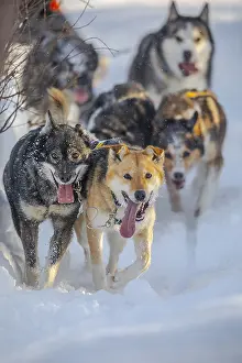 Team: Husky team - mixed team of different coulered dog