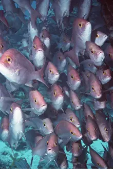 Hussar: HUSSAR FISH - Shoal