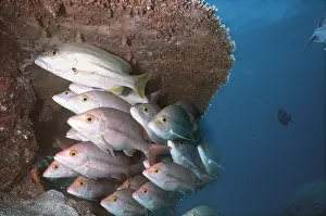 Hussar: HUSSAR - SHOAL