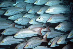 Hussar: HUSSAR - SHOAL