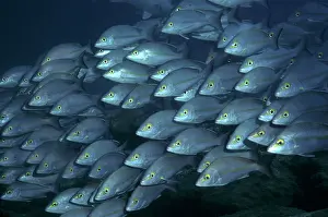 Outcrops: Hussars / Yellow-banded Sea perch / Snapper - are