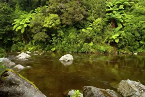 Alongside: Hutt River - picturesque Hutt river with dense