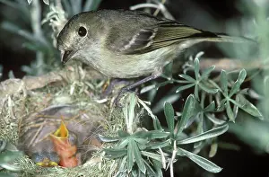 Vireo: Hutton's Vireo