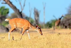 Tragelaphus: The Hwange National Park is the largest game reserve