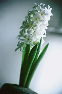 Hyacinthus: Hyacinth
