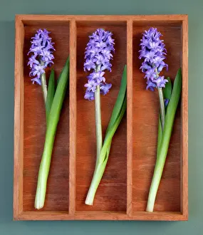 Hyacinthus: Hyacinth