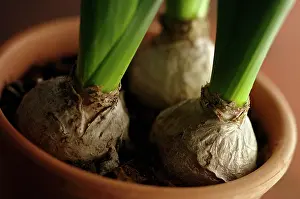 Hyacinthus: Hyacinth