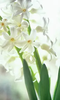 Hyacinthus: Hyacinth