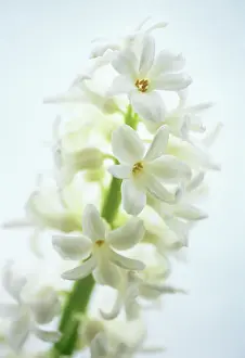 Hyacinthus: Hyacinth