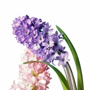 Hyacinthus: Hyacinth