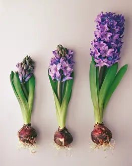 Hyacinthus: Hyacinth