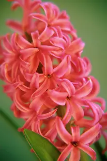 Hyacinthus: Hyacinth