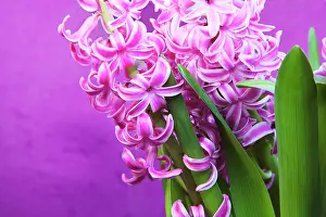 Hyacinthus: Hyacinth