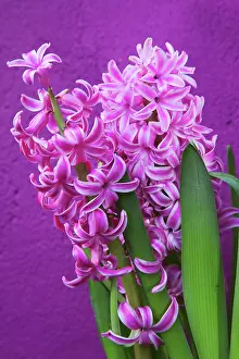 Hyacinthus: Hyacinth