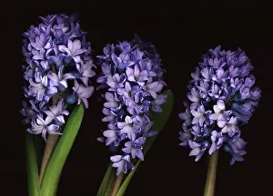 Hyacinthus: Hyacinth