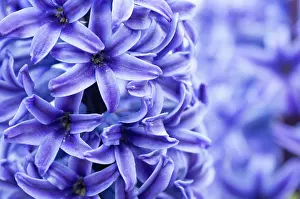 Hyacinthus: Hyacinth
