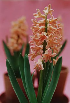 Hyacinthus: Hyacinth