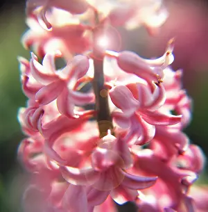 Hyacinthus: Hyacinth