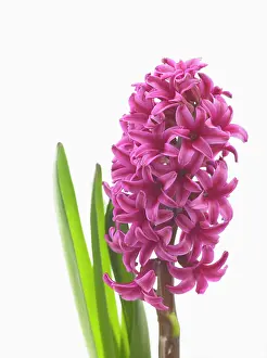 Hyacinthus: Hyacinth