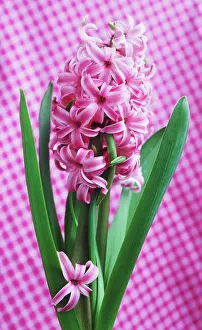 Hyacinthus: Hyacinth