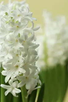 Hyacinthus: Hyacinth