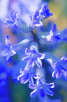 Hyacinthus: Hyacinth