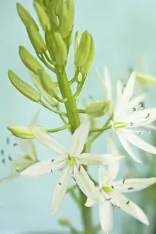 Sympathy: Hyacinth