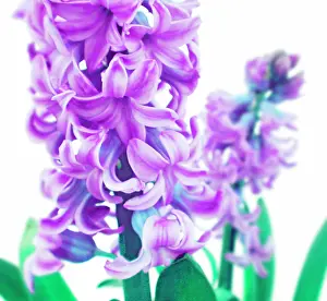 Hyacinthus: Hyacinth