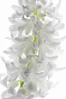 Marriage: Hyacinth