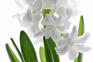 Radiant: Hyacinth