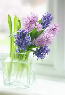 Hyacinthus: Hyacinth