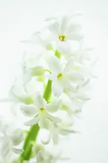Pure: Hyacinth