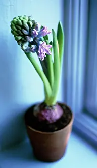 Lifestyle: Hyacinth
