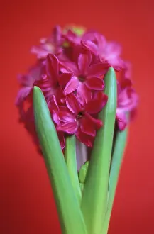 Bold: Hyacinth