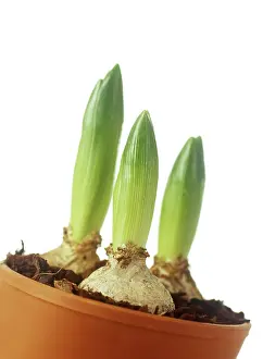 Container: Hyacinth