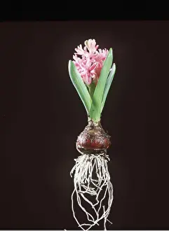 Hyacinth: HYACINTH