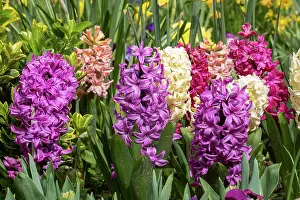 Hyacinth: HYACINTH