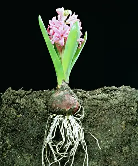 Cycles: HYACINTH - DEVELOPMENT STAGE 4